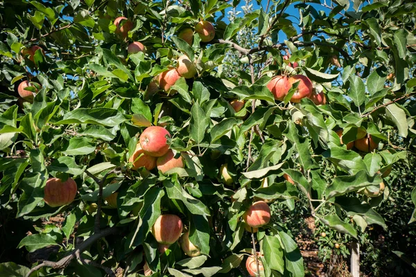 Mezi Listy Větvemi Červená Jablka Jabloni Již Zralé Připravené Sklizni — Stock fotografie