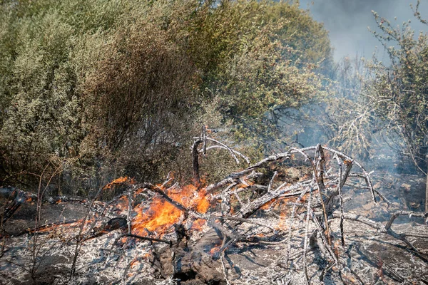 Incendio Forestal Una Colina Donde Arden Algunos Árboles Dejando Los — Foto de Stock
