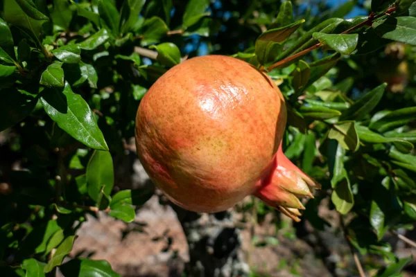Mezi Listy Větvemi Zralý Granátový Jablko Granátovém Jablku — Stock fotografie