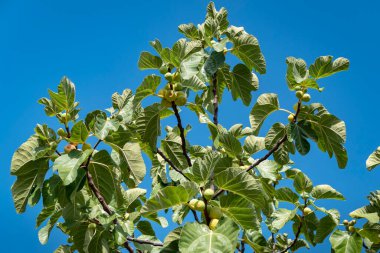 Olgun beyaz incirlerle dolu incir dalları.