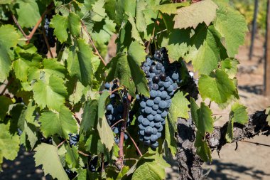 Sarmaşıktaki siyah üzümler olgunlaşmış ve şarap hasadına hazır.