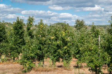 Bulutlu bir günde olgun elmalarla dolu elma bahçesi