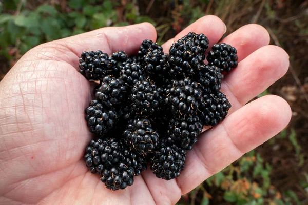 Fresh blackberries in hand ready to eat, healthy food in nature