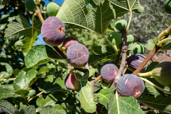 Among the leaves, black figs on the fig tree are already ripe. Black figs on the fig tree