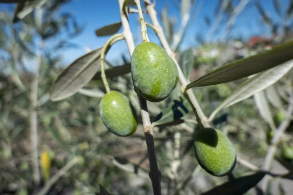 Olivy Rostoucí Olivovníku Olivovém Háji Portugalsku — Stock fotografie