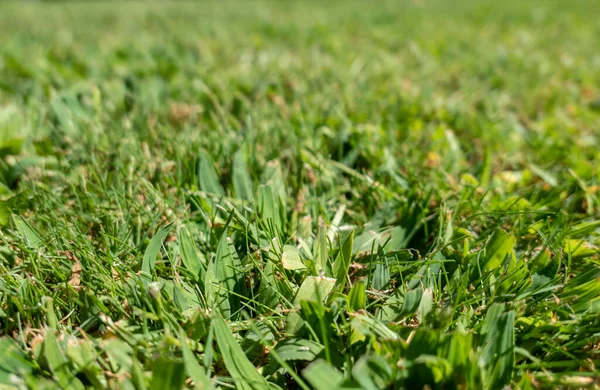 stock image Grass or grass ground. Green grass on a summer day