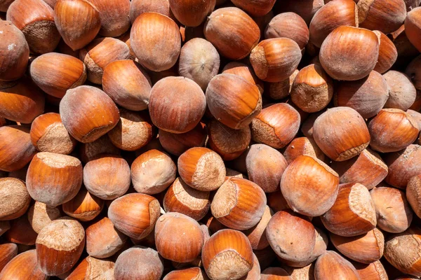 Ripe and dried hazelnuts ready for consumption. Top view on a pile of hazelnuts