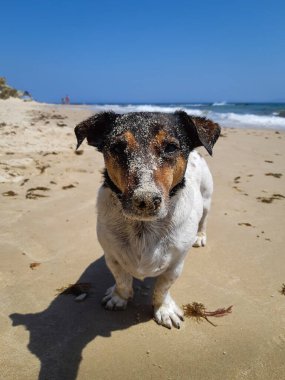 Kumsalın eteğinde oynamak için kafası biraz kumla dolu küçük bir köpek.