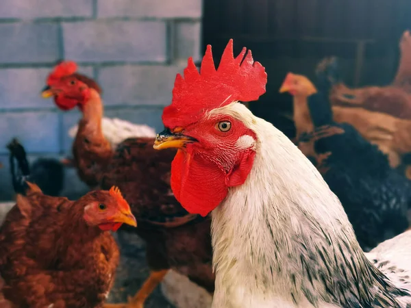 stock image Rooster and several chickens in the chicken coop