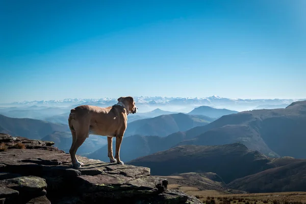 Dog looking over the peak of Artzamendi mountain in the Basque Country