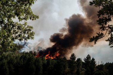 Çam koruluğundaki orman yangını ardında büyük beyaz ve siyah bir duman bulutu bırakıyor.