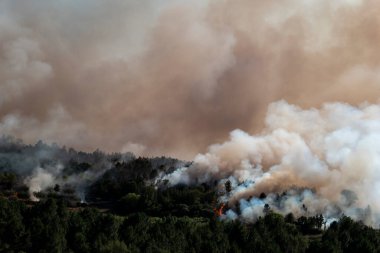 Çam koruluğundaki orman yangını ardında büyük beyaz ve siyah bir duman bulutu bırakıyor.