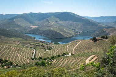 Tepeler, dağlar ve üzüm bağları arasında, Portekiz 'in Tras os Montes kentindeki Douro nehri