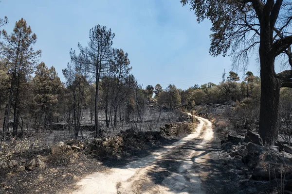 Black forest fire landscape in the middle of a pine forest with a dirt path ahead