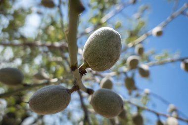 Badem ağacının dalında büyüyen birkaç badem.