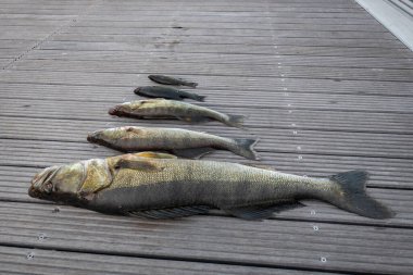 Yeni yakalanmış nehir balıkları.