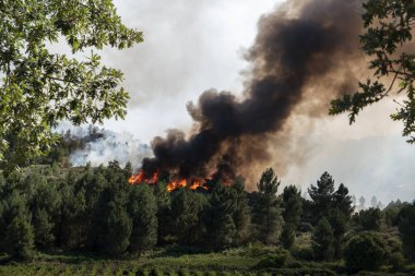 Büyük alevlerle orman yangını tepede büyük siyah bir duman bulutu var.