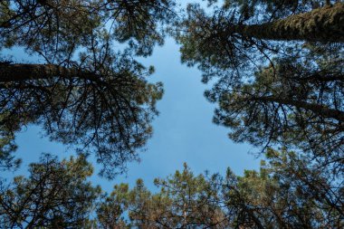 Arka planda mavi gökyüzü olan çam ağacı tepeleri