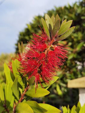Callistemon citrinus, şişe fırçası, Callistemon, şişe yıkama, kırmızı fırça olarak da bilinir.