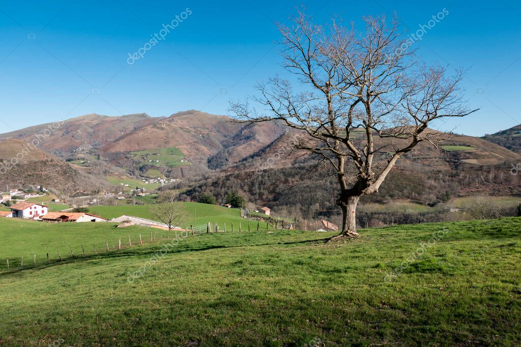 Un árbol con parte del pueblo de Bidarray detrás y las montañas al