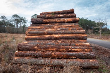 Kereste endüstrisi için istiflenmiş çam kütükleri.