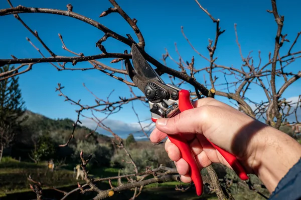 Farmer with his pruning shears cutting small branches on the apple tree