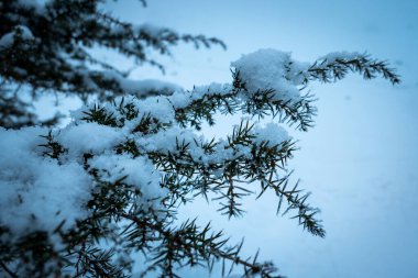 Pine branches covered with snow and ice on a cold winter day with a lot of fog in the background