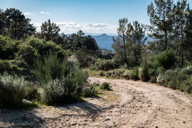 Portekiz, Tras os Montes 'te bir ormanın ortasındaki toprak yol.