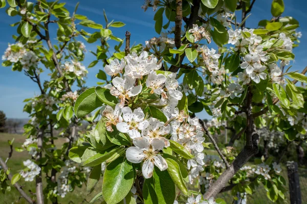 Apple tree blossoms in the orchard on a sunny spring day