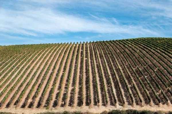 Виноградники Долині Дору Португалія Влітку Врожайний Сезон — стокове фото