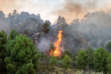 Havada çok fazla duman bırakan büyük alevlerle orman yangını.