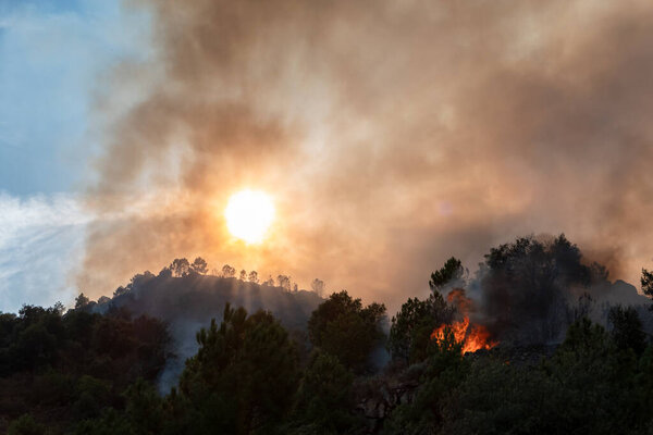 Лесной пожар с большим пламенем, который оставляет много дыма в воздухе, до точки почти блокирования солнца, затемняя место