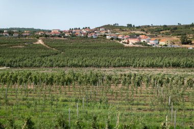 Portekiz 'de bir yaz günü arka planda bir köyü olan elma bahçesi