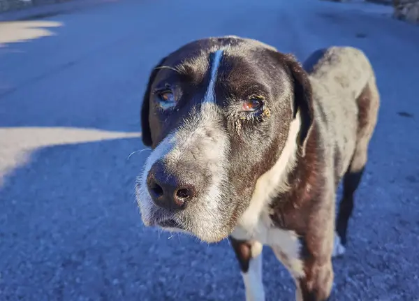 Cão Com Sinais Sofrimento Abandono Com Manchas Nos Olhos Com — Fotografia de Stock