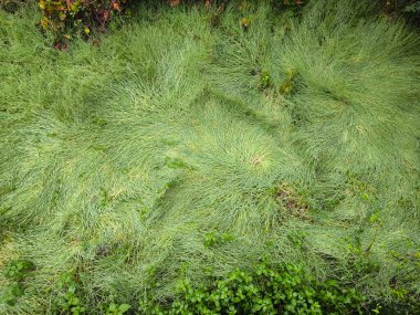 Kış günü girdap şeklinde çimlerle dolu nemli bir arazi.