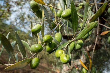 Bir sonbahar günü olgunlaşan zeytin ağacında biraz zeytin