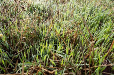 Soğuk ve nemli bir sonbahar gününde çimlerle kaplanmış ve üzerinde çiy olan bazı iğneler.