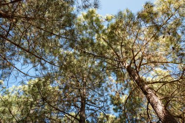 Güneşli bir günde arka planda mavi gökyüzü olan çam ağaçlarının tepesinde.