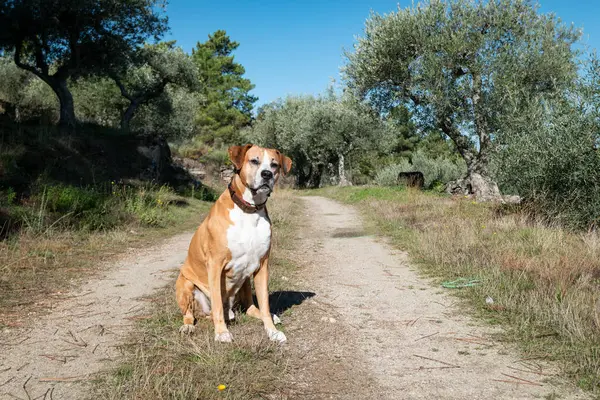 Kırsal bir bölgede köpek oturuyor ve şüpheli bir şekilde yolun ortasına konsantre oluyor.