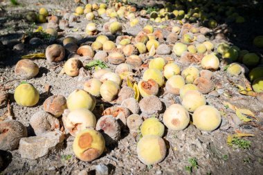 Yerde çürümüş ve çürümüş şeftali israfı, çiftçinin kaybına neden oluyor.