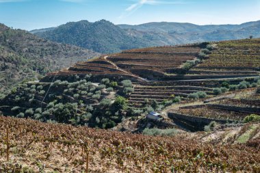 Dağlar arasında, Portekiz 'deki tipik sonbahar / kış renkleri ile bazı üzüm bağları olan kırsal bir bölge.
