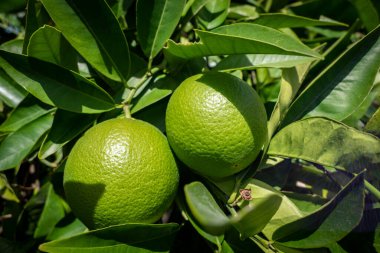 Portakal ağacında hala yeşil portakallar yetişiyor.