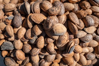 Bir sonbahar gününde olgun badem hasat etmek.