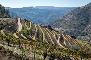 Dağlar arasında, bazı üzüm bağları olan kırsal bir bölge, tipik sonbahar / kış renkleriyle Tras os Montes, Portekiz