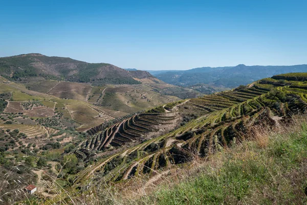 stock image Rural area with some vineyards on the mountains with the typical colors of autumn and winter in Tras os Montes, Portugal