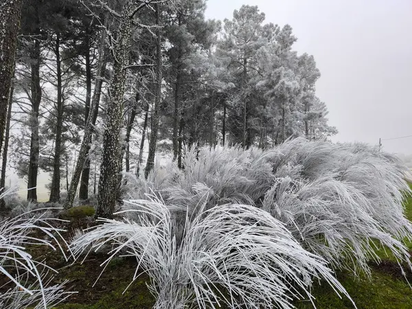 Forest and bushes with heavy frost on a cold winter day leaving a beautiful landscape suitable for a Christmas day
