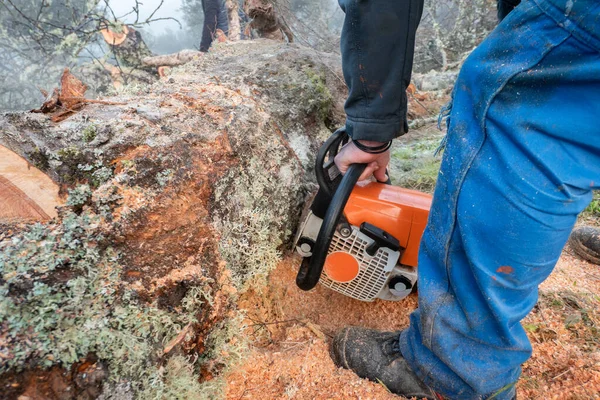 Logger man working with chainsaw cutting a wooden log