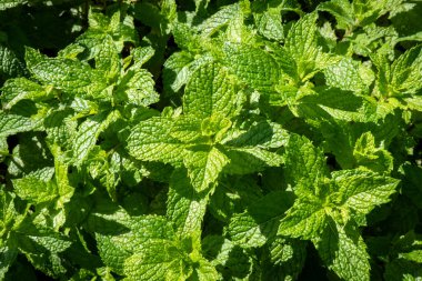 Mint plants with their green leaves