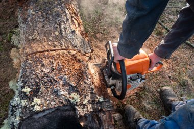 Worker with chainsaw in hand cutting a log to make firewood on a rural farm