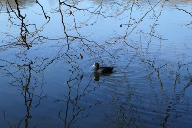 Ördek gölde yüzüyor dalların arasında ve sudaki yansımaları